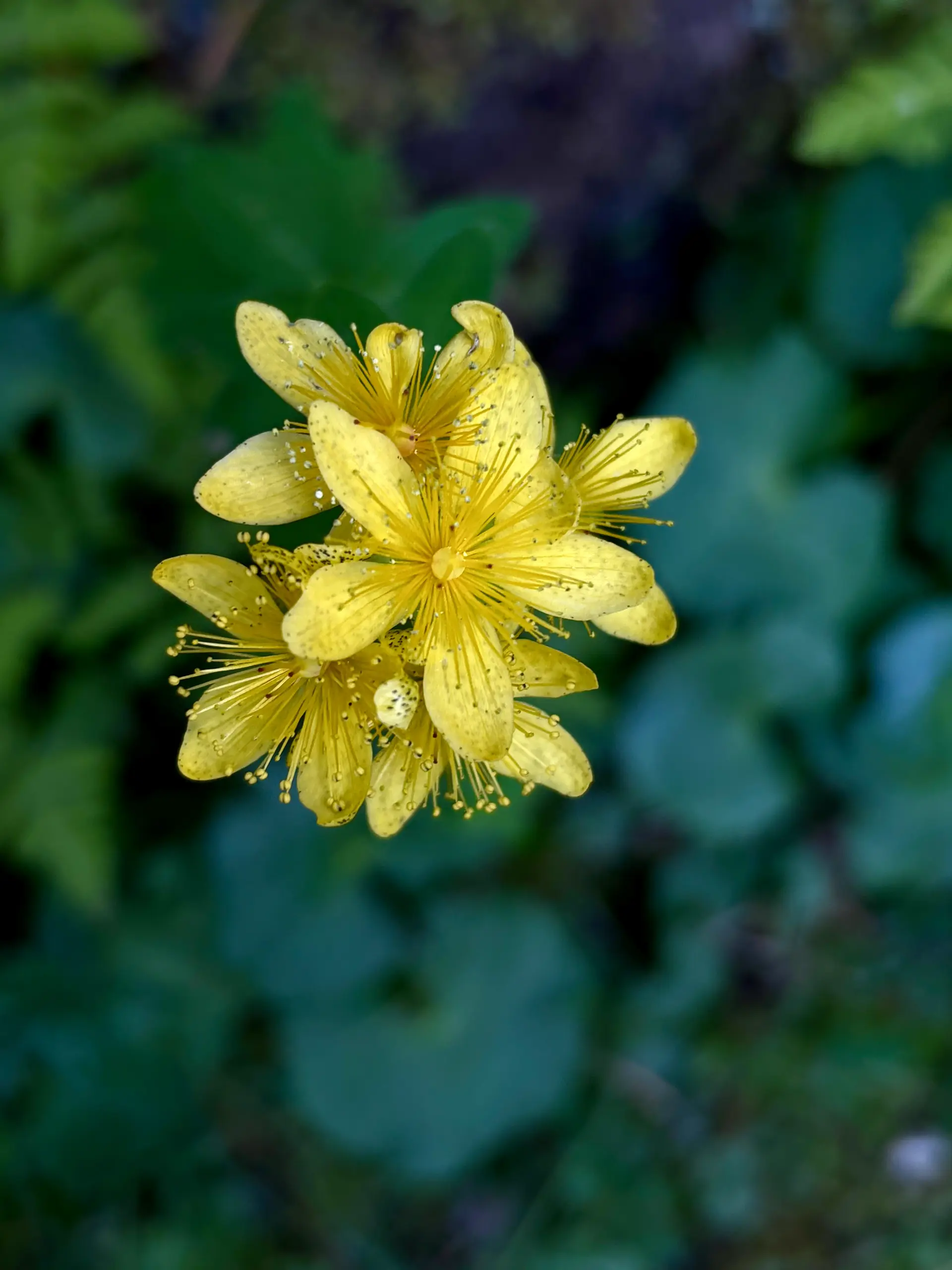Pyrenean wildlife and flora