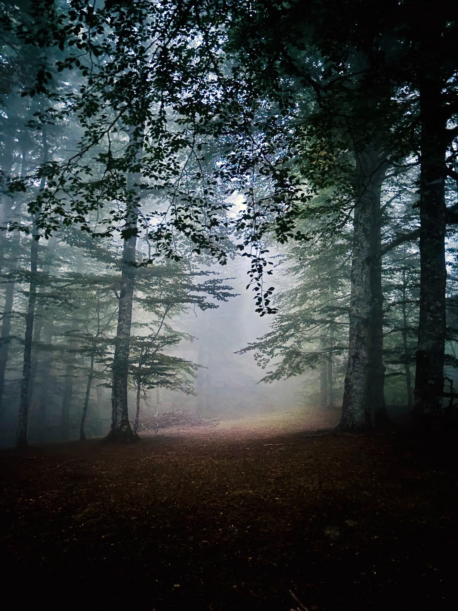 Forest bathing retreats in the Pyrenean mountains with Nima