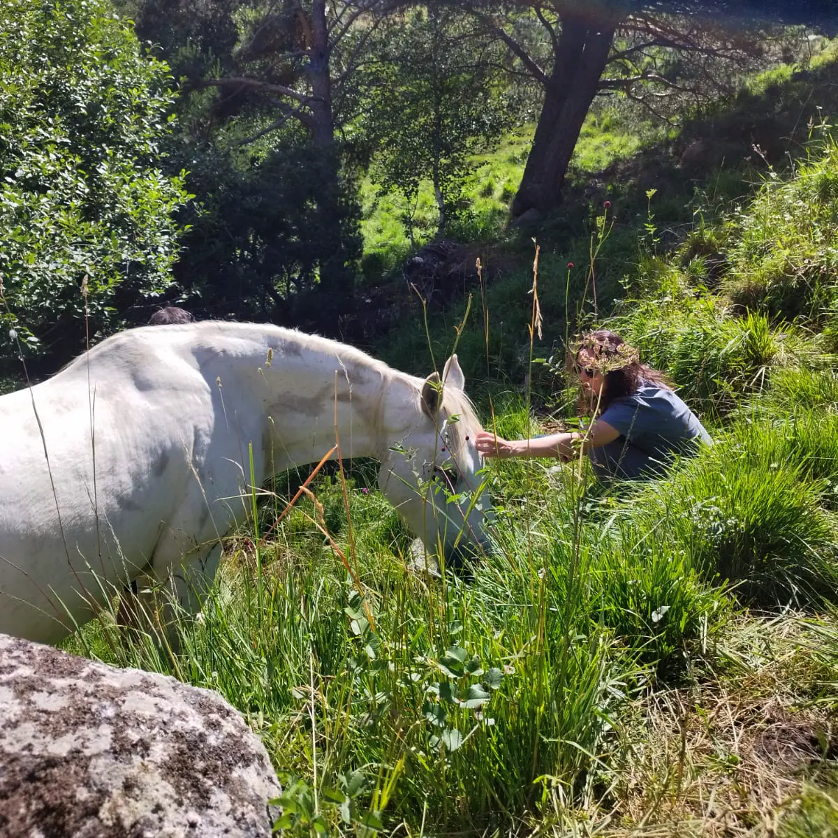 Free-roaming horses in the Pyrenean mountains